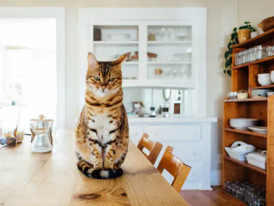 How to Teach a Cat And Become Your Best Partner